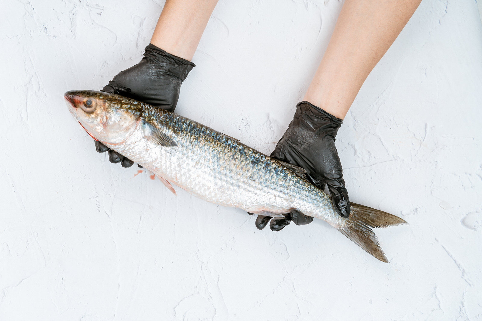 Fotografía gastronómica pescado fresco manos fondo blanco restaurante